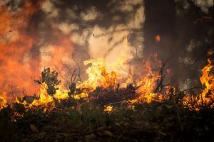 38 Ha Hutan Blora Terbakar, Didominasi Kelalaian Manusia