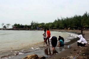 Ratusan Ribu Kerang Terdampar di Pantai Sikucing Kendal