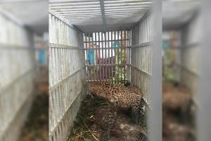 Solo Zoo Diminta Kembalikan Macan Lawu