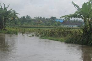 Ribuan Hektare Sawah di Kendal Terendam Banjir