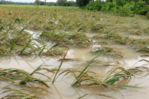 Ribuan Hektare Sawah Terendam Banjir di Purworejo