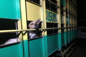 Solo Raya Jadi Pusat Perdagangan Daging Anjing di Jawa