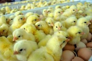Pemkab Sleman Bakal Atur Kuota Distribusi Ayam