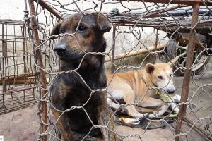 Pemkab Sukoharjo Mesti Larang Perdagangan Daging Anjing