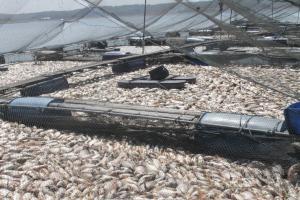 Puluhan Ton Ikan di Waduk Wadaslintang Mati Mendadak