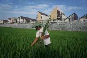 508 Hektare Sawah Kota Pekalongan Akan Beralih Fungsi