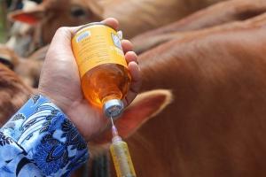 Pemkab Kulon Progo Akan Vaksin 5.000 Hewan Ternak