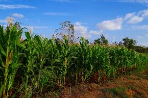 Waspadai Ulat Grayak Serang Tanaman Jagung Gunungkidul