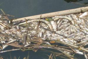 Ribuan Ikan Mati Mendadak di Pantai Jetis