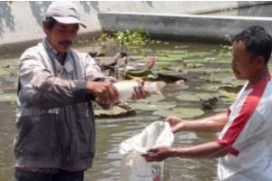 Permintaan Benih Ikan di Temanggung Meningkat Saat Musim Hujan