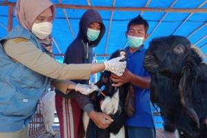 Dispertan Kota Semarang Imbau Masyarakat Potong Hewan Kurban di RPH