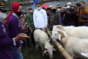 Gaet Peternak Milenial, Pemkab Brebes Kenalkan Domba Sakub