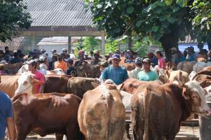  DKPP Klaten Klaim Delapan Hewan Ternak Sembuh dari PMK