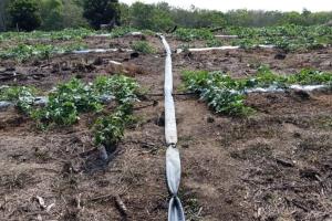 Antisipasi Kelangkaan Air, Pemkab Bantul Siapkan Ribuan Pompa Air untuk Lahan Pertanian