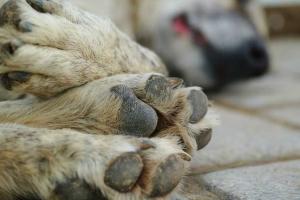 Tutup Tiga Lokasi Jagal Anjing, Wali Kota Surakarta: Perlu Ada Sanksi
