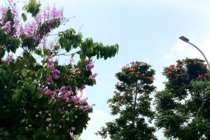 Dorong Program Penghijauan, DLH Rembang Rutin Pantau Pertumbuhan Pohon Tabebuya Rosea