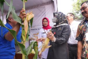 Promosikan Produk Pertanian Unggulan, DKPP Klaten Gandeng KTNA Gelar Agro Expo