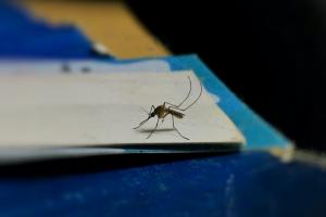 Kasus DBD Meningkat, Dinkes Klaten Gencarkan Pemberantasan Sarang Nyamuk