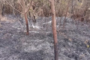 Pastikan Tidak Ada Kebakaran Susulan, BPBD Wonosobo Pantau Gunung Sumbing