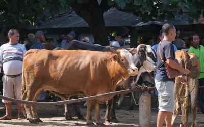 Nekat Berjualan, DKPP Klaten Tertibkan Pedagang Kambing di Pasar Plumbon