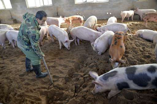Yogyakarta Antisipasi Demam Babi Afrika dan H5N1