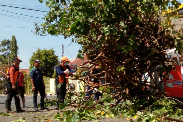 Waspada Pohon Tumbang di Kota Semarang