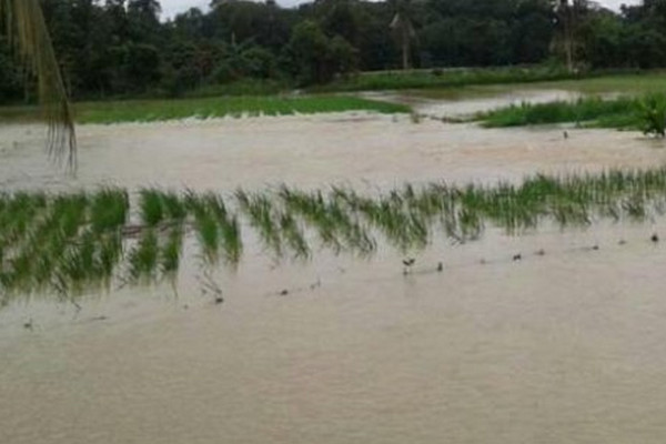 Upaya Jateng Lindungi Petani dari Puso