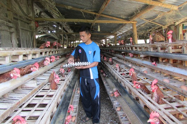 Masih Rendah, Harga Ayam Hidup di Jateng