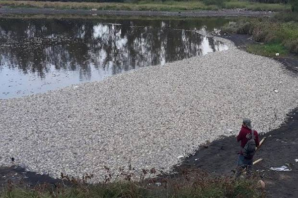 Ribuan Ikan di Laguna Pantai Trisik Mati Mendadak