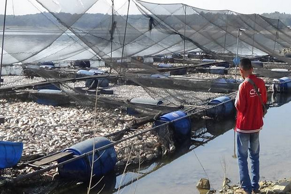 Ribuan Ton Ikan di Waduk Kedungombo Sragen Mati
