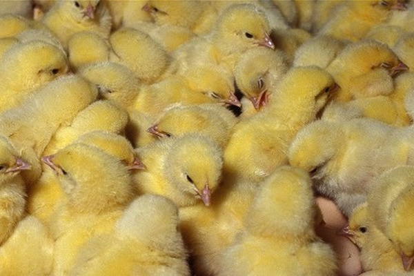Pemkab Tegal Berencana Musnahkan 25 Ribu Ekor Ayam