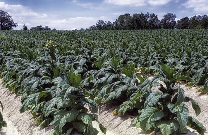 Petani Harap Segera Batasi Impor Tembakau