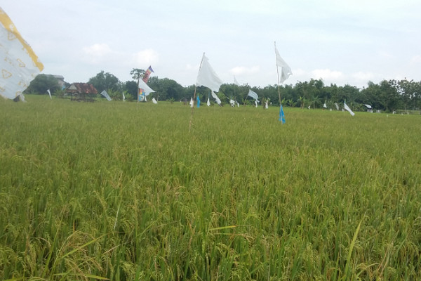 500 Hektare Sawah di Kendal Terancam Puso