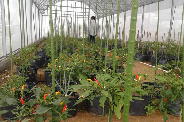 Pengembangan Balai Benih Hortikultura Berorientasi Ekspor