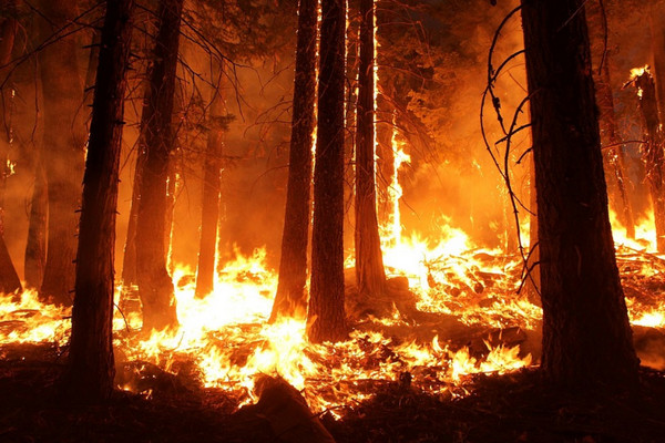 Kebakaran Hutan Merbabu Meluas