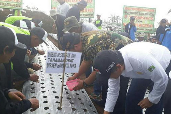 Tip Budi Daya Bawang Putih