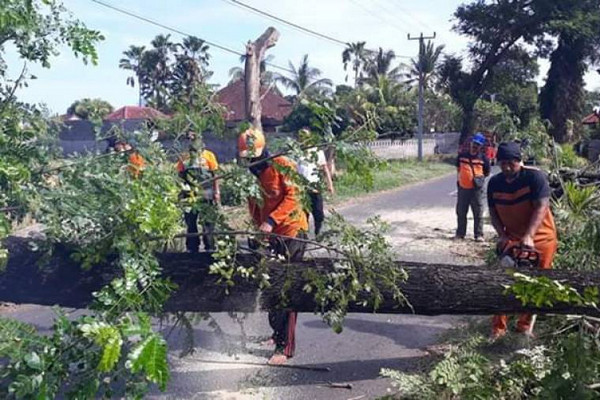 Pemkot Yogyakarta Pangkas Pohon Rindang Jelang Musim Hujan