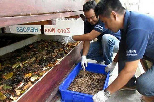 Tekan Sampah, Pemkab Semarang Akan Kembangkan Belatung