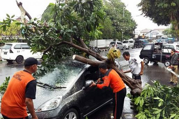 Pepohonan di Surakarta Tumbang kala Hujan Deras