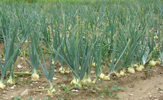 Petani Bawang Putih Temanggung Harap Tak Terjadi Cuaca Ekstrem