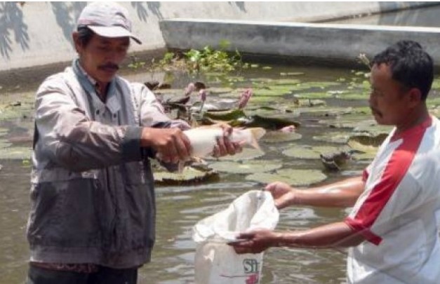 Permintaan Benih Ikan di Temanggung Meningkat Saat Musim Hujan