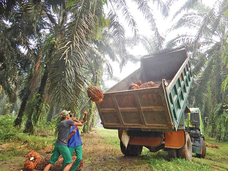 Kemnaker Rumusakan Aturan Kontrak Kerja Pekerja Kelapa Sawit