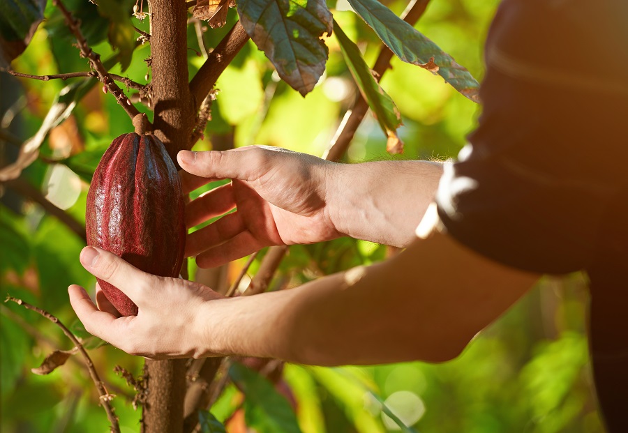 Disparperta Batang Genjot Produksi Kakao