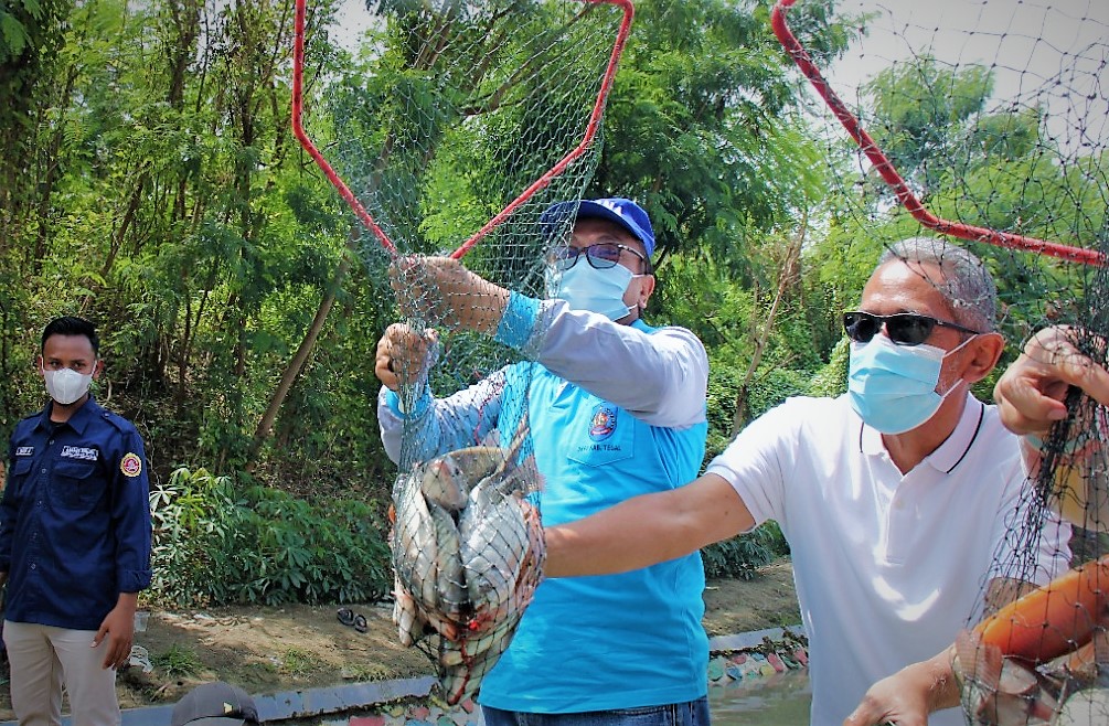 Manfaatkan Aliran Sungai, Karang Taruna Kabupaten Tegal Panen 300 Kilogram Ikan 
