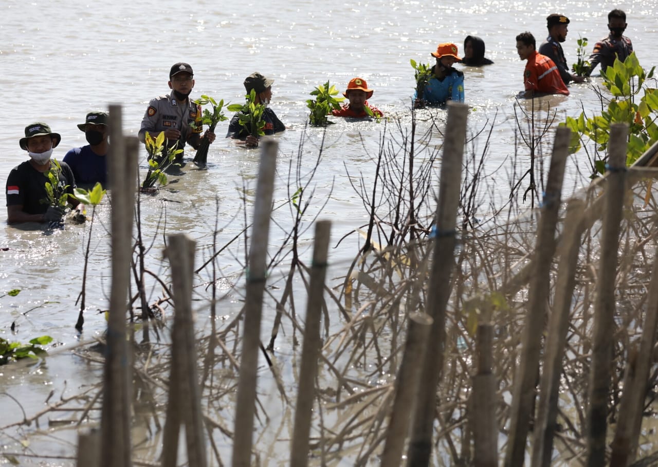 Selamatkan Pesisir Pantai Utara, Pemprov Jateng Gaspol Tanam Mangrove