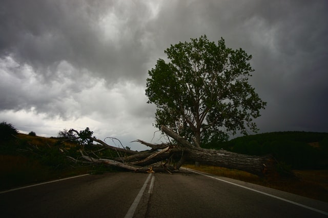 Angin Kencang Robohkan Pohon di Pemalang, BPBD Pastikan Tidak Ada Korban Jiwa