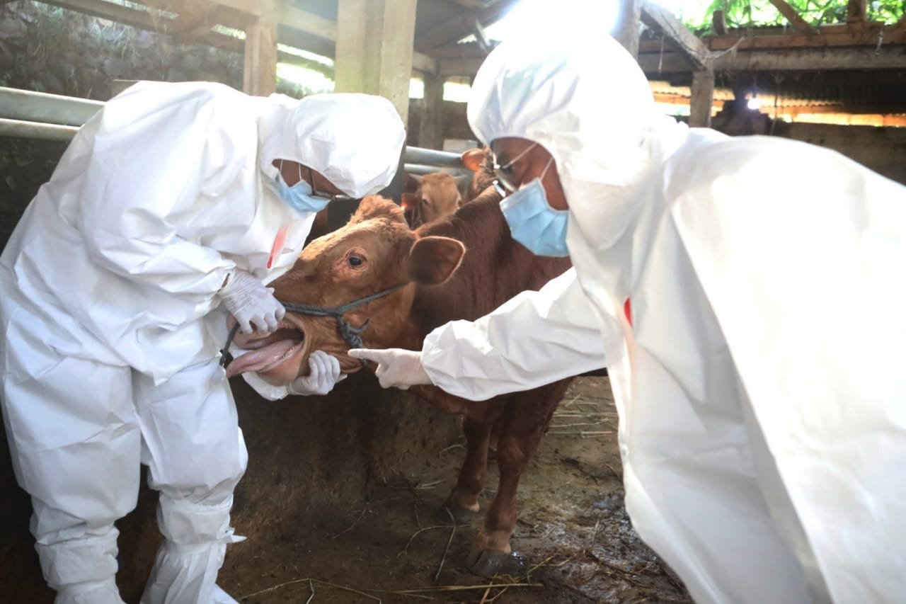 DPKP DIY Segera Distribusikan Vaksin PMK bagi Hewan Ternak