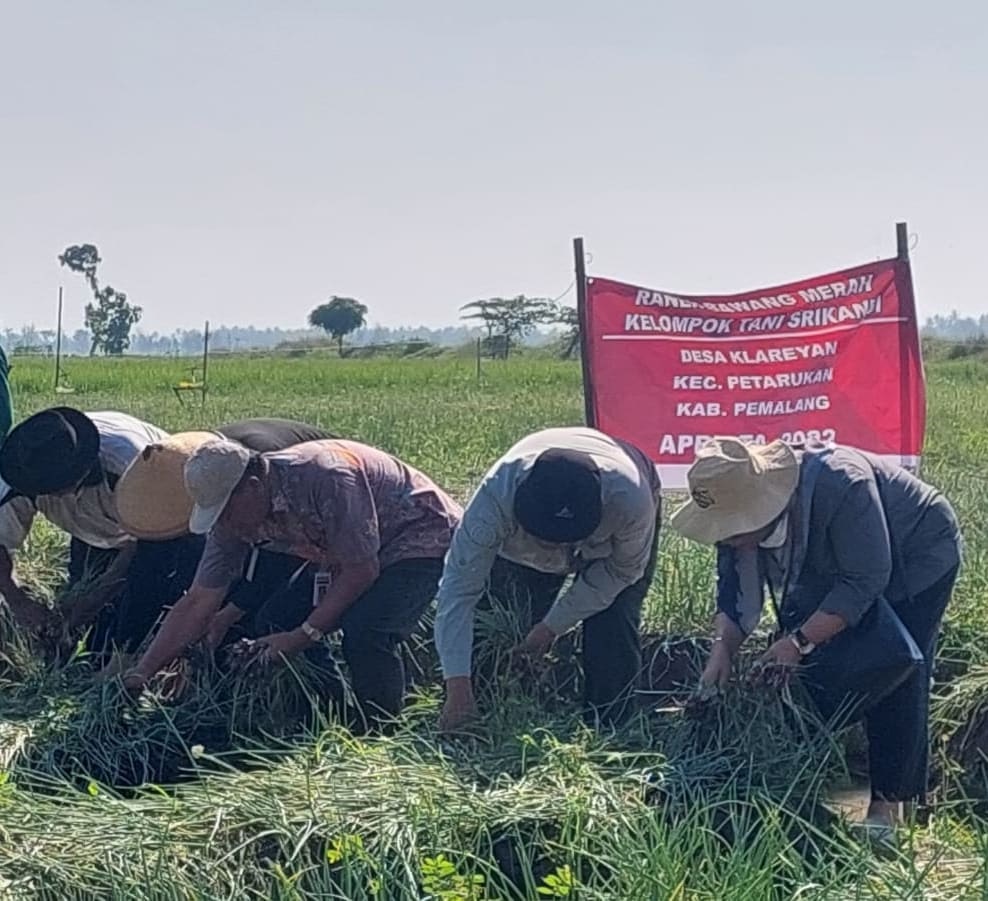 Tingkatkan Produktivitas Hasil Pertanian Strategis, Distan Pemalang Panen Raya Bawang Merah di Desa Klareyan