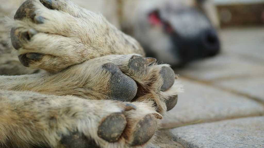 Tutup Tiga Lokasi Jagal Anjing, Wali Kota Surakarta: Perlu Ada Sanksi