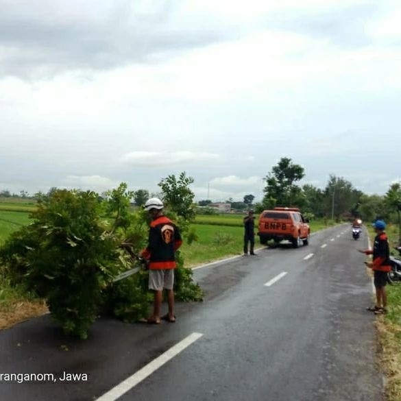 BPBD Klaten Gerak Cepat Evakuasi Pohon Tumbang di 11 Desa